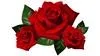 Best-_Roses-4_K-_Wallpaper.webp